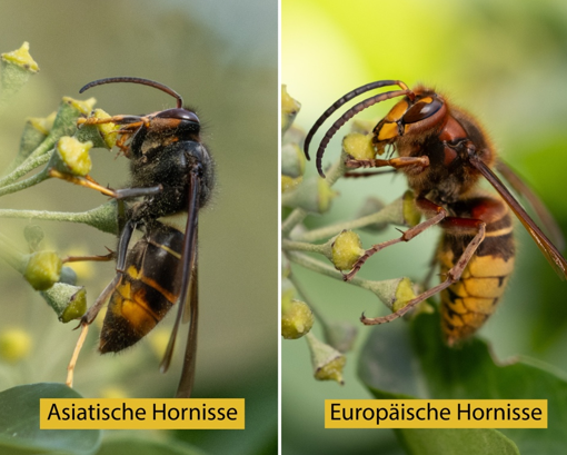 Vergleich_as_Hornisse.jpeg